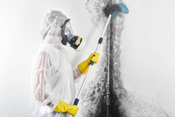 Professional Mold Removal in Neffs, OH