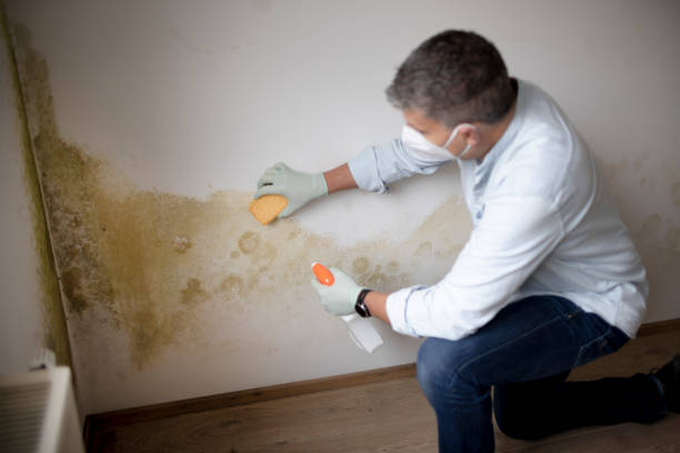 Best Industrial Mold Remediation  in Neffs, OH